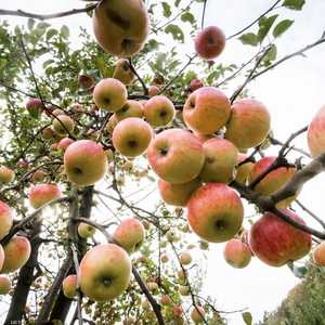 أنواع التفاح تصل إلى ما يقارب المئة.