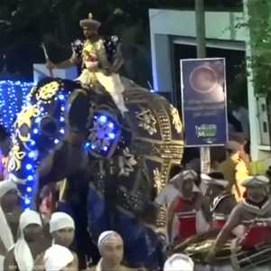 مهرجان يتحول إلى مأساة بسبب "الأفيال الهائجة"