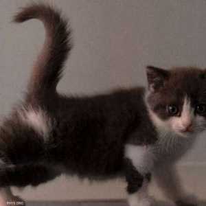 القطة المستنسخة