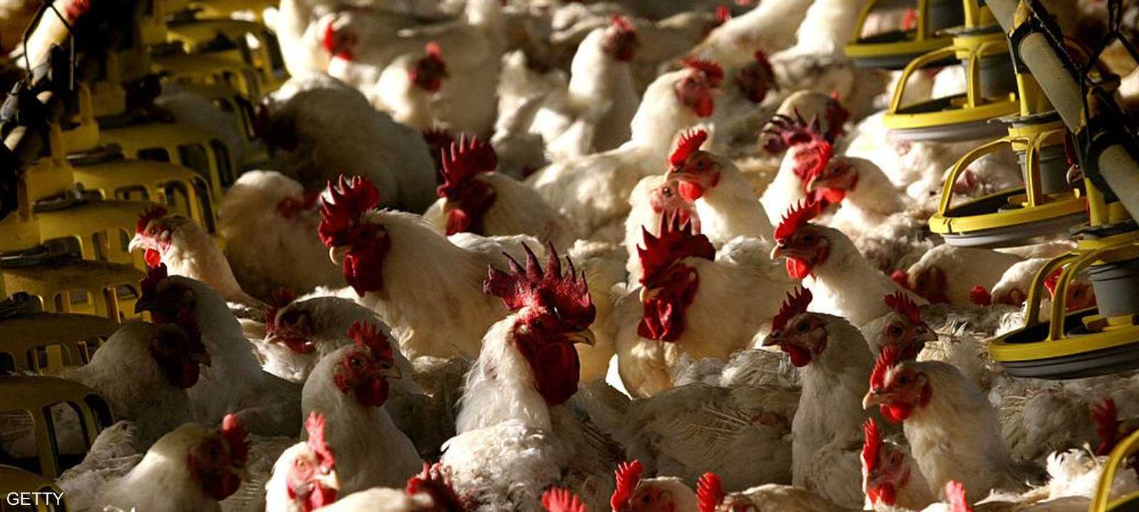 مصر حققت الاكتفاء الذاتي في مجال الدواجن