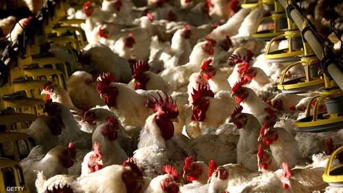 مصر حققت الاكتفاء الذاتي في مجال الدواجن