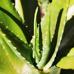 يحتوي الألوفيرا على خصائص مضادة للجراثيم وللفيروسات