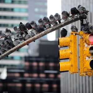 الأضواء تربك هجرة الطيور