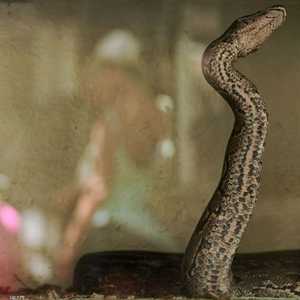 الحادثة وقعت في إحدى قرى الهند