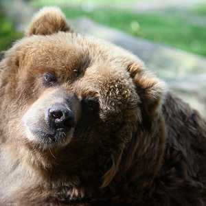 دب في لقطة أرشيفية