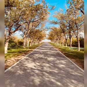 صورة نشرها البادي للممشى الذي غرس فيه المنصوري شجرة