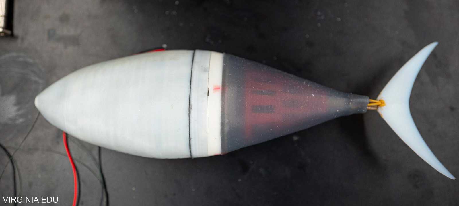 "تونابوت".. سمكة آلية