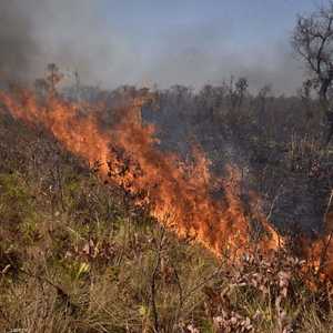 حرائق الغابات تثير مخاوف عالميةو تدق ناقوس الخطر.