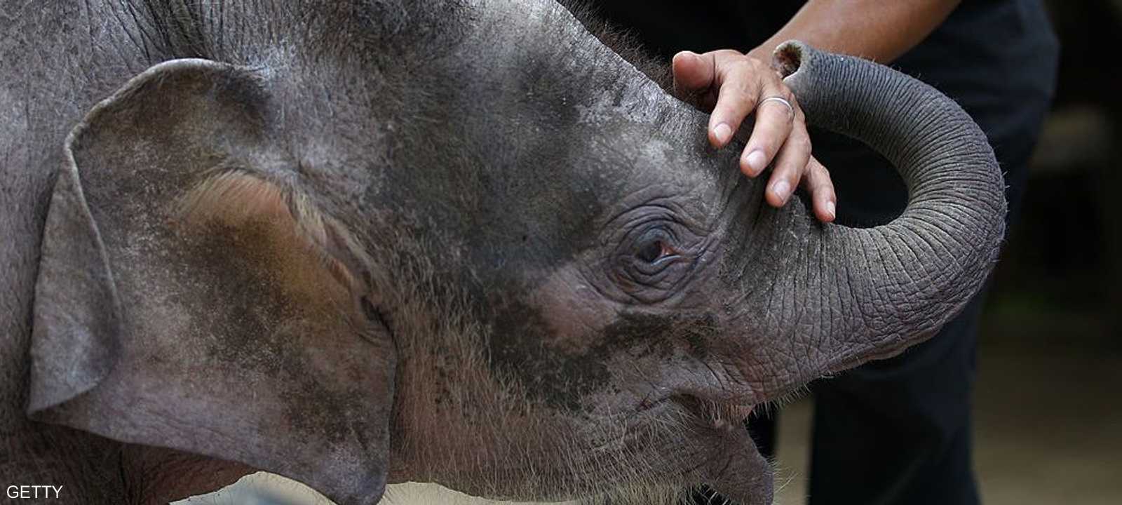 أفيال بورنيو القزمة مهددة بالانقراض