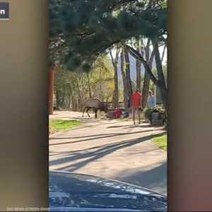 أيل غاضب يهاجم شخصين في حديقة أميركية