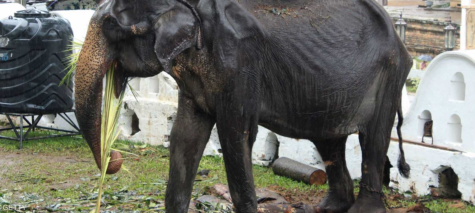 تيكيري فارقت الحياة عن عمر 70 عاما