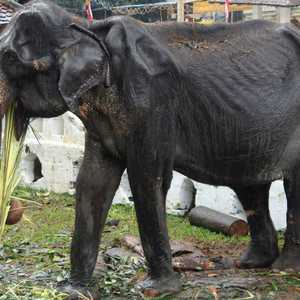 تيكيري فارقت الحياة عن عمر 70 عاما