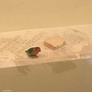 الطائر محتجز في مركز الشرطة