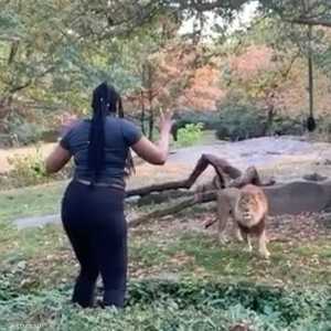 المرأة المجهولة تسخر من الأسد المرتبك