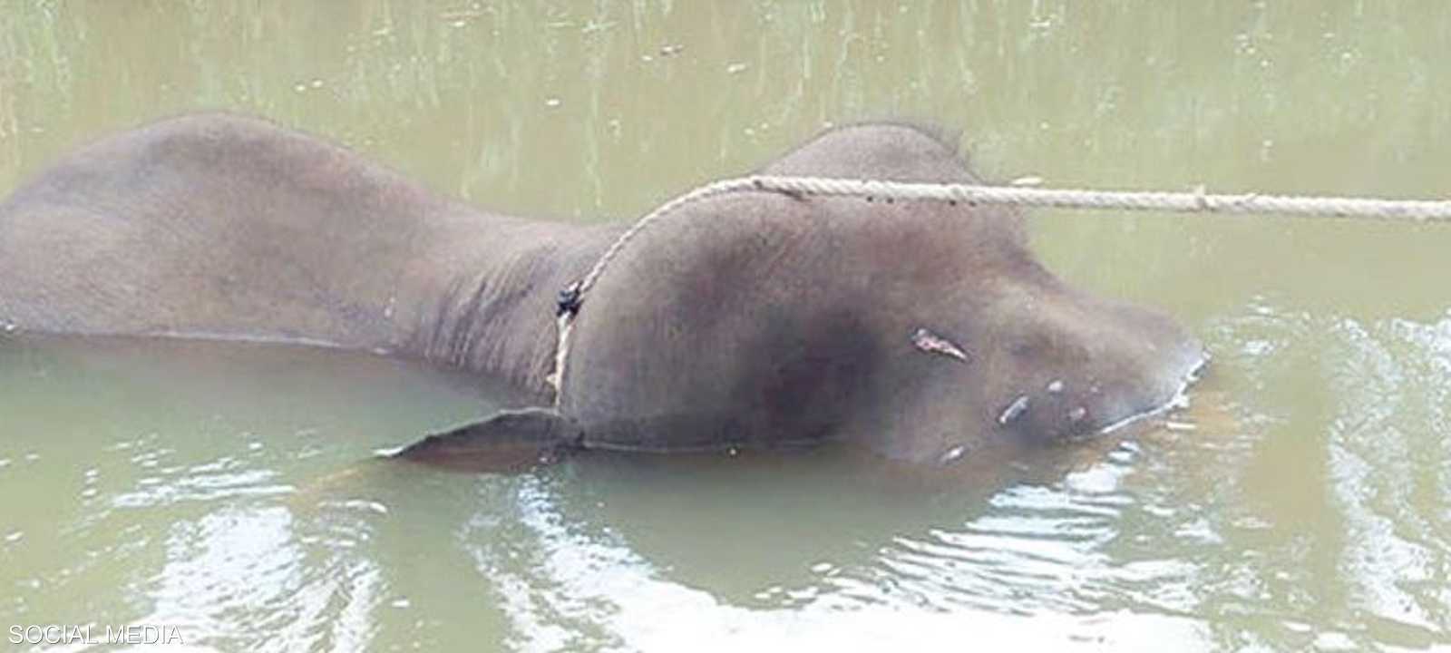 جثة الفيل القزم عثر عليها في نهر