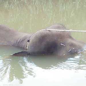 جثة الفيل القزم عثر عليها في نهر