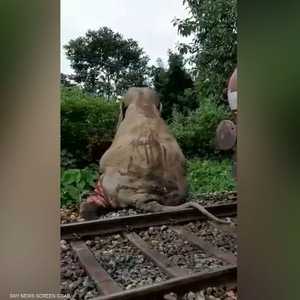 قطار يصدم فيلا ويقتله