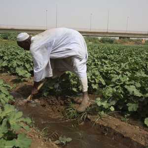 قطاع الزراعة في السودان