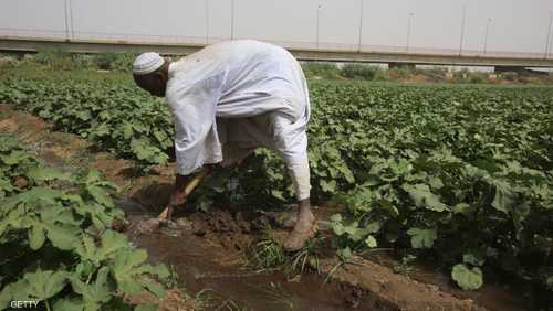 قطاع الزراعة في السودان