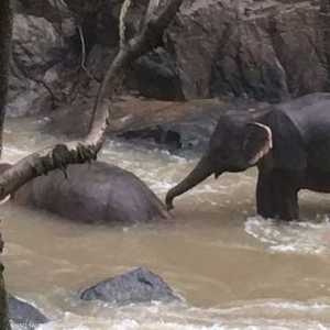 تم إنقاذ فيلين وهلكت 6 أفيال في منطقة الشلال