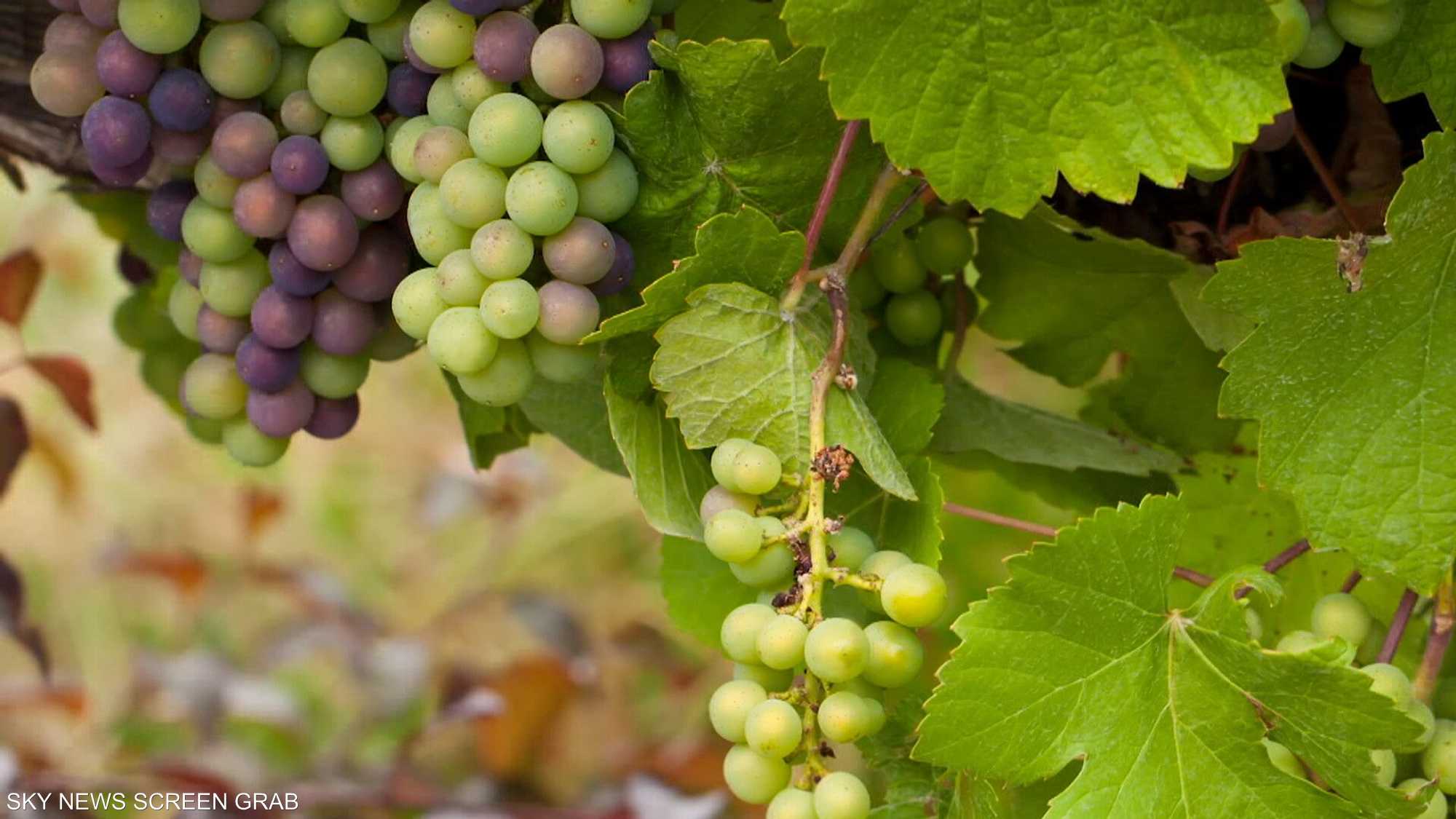 عناقيد الحصرم الحامض غنية بالفوائد الغذائية