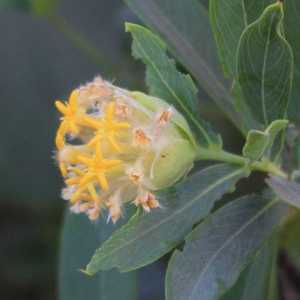 النبتة لم تكن معروفة في السابق للباحثين في شؤون التغذية.