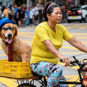 دراسات تؤكد على الدور الإيجابي لامتلاك كلب بالنسبة للصحة