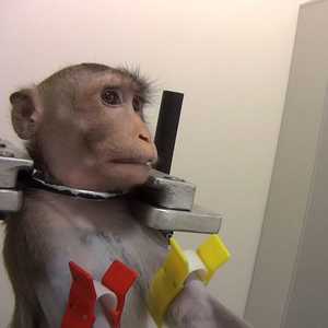 كانت الحيوانات تعامل بصورة بربرية في المختبر