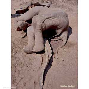 الفيل جثم فوق التمساح والاثنان فارقا الحياة