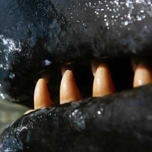 المرأة تعرضت للهجوم في جزر بولينيزيا الفرنسية.