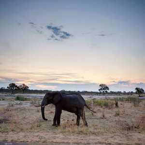 نفق 55 فيلا على الأقل في شهر واحد في زيمبابوي