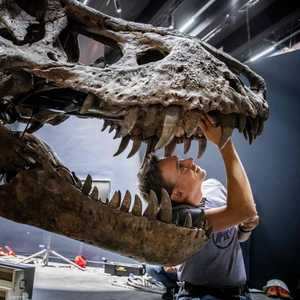 ظهرت على الثدييات قفزات تطور سريعة مع اختفاء الديناصورات