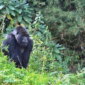 تزايدت مؤخرا أعداد الإصابات في صفوف الغوريلا