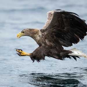 العلماء جمعوا تبرعات على الإنترنت