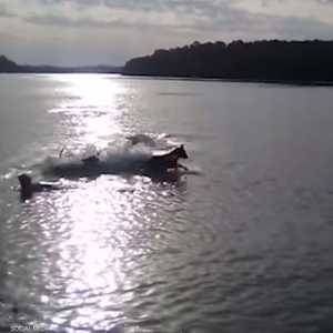 التمساح التهم الكلب وابتلعه كاملا