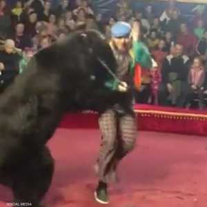 الدب عض المدرب في ذراعه