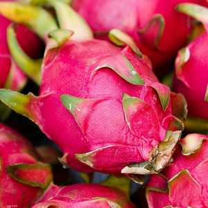 فاكهة التنين تنمو في المناطق الاستوائية وشبه الاستوائية.