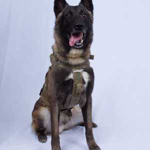 صورة الكلب الذي كان بوحدة النخبة التي شنت هجوما على البغدادي