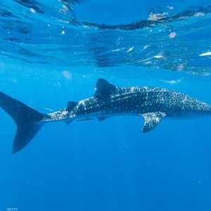 قرش الحوت (أرشيف)