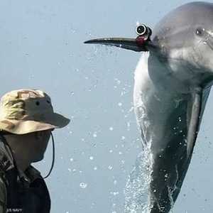 الدولفين وسيلة ناجعة لمكافحة الألغام البحرية