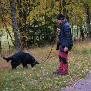 فضلات الكلاب تستخدم في توليد الطاقة بفنلندا