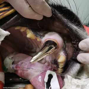 الناب الذهبي حل لمشكلة النمر المتفاقمة