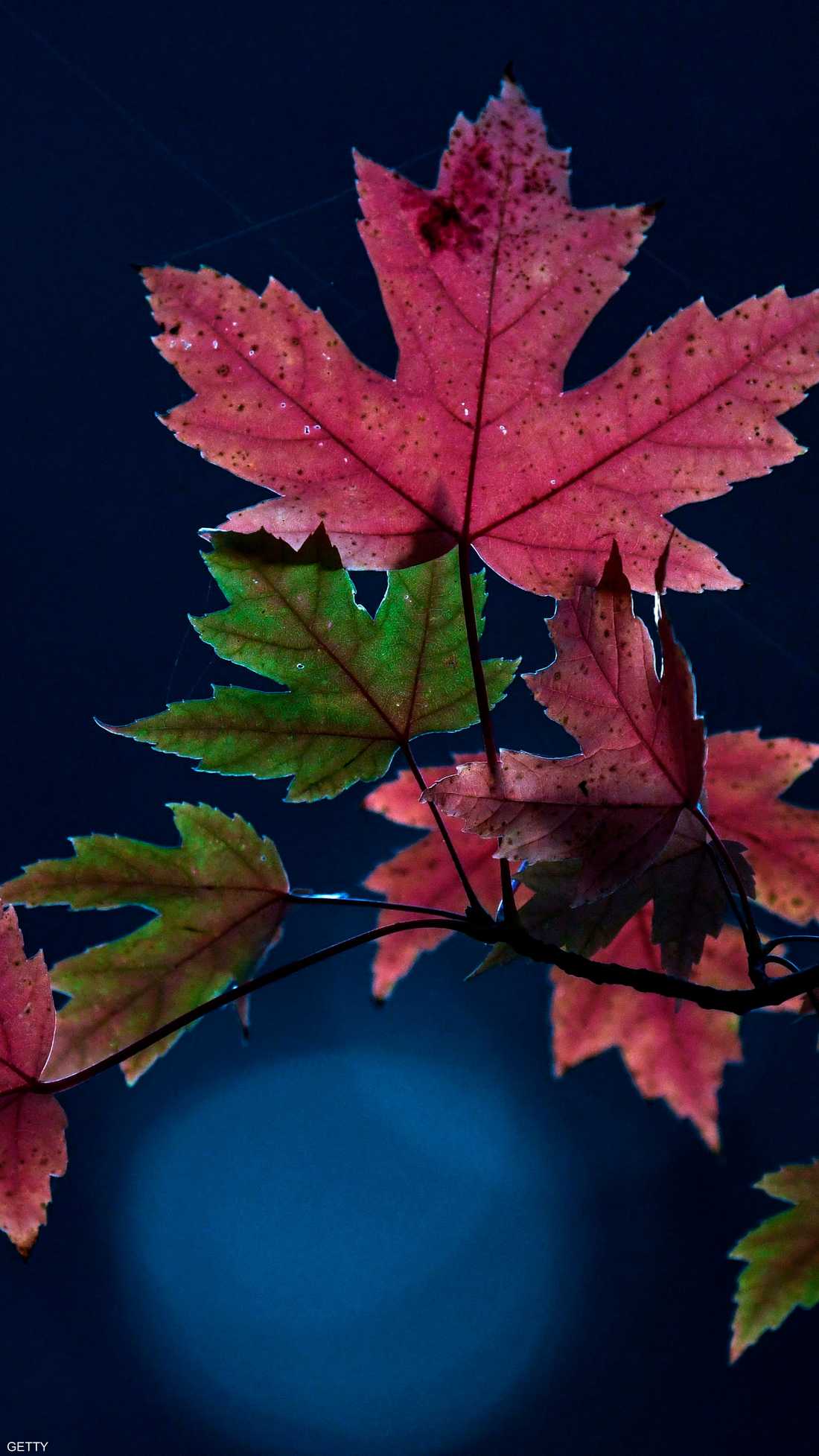 أوراق ملونة تتدلى من شجرة بحديقة في دورتموند غربي ألمانيا، إذ يزهر هذا النوع من الشجر في فصل الخريف.