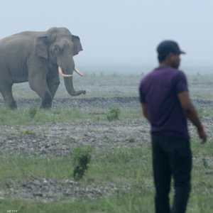 الفيل قتل أشخاصا وهاجم قرى في أوقات سابقة. أرشيف