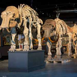 الماموث حيوان ثديي يشبه الفيل في شكله إلى حد كبير.