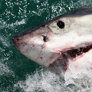 صورة أرشيفية لسمكة قرش