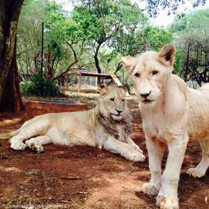 صورة لاثنين من الأسود الذين تم قتلهم