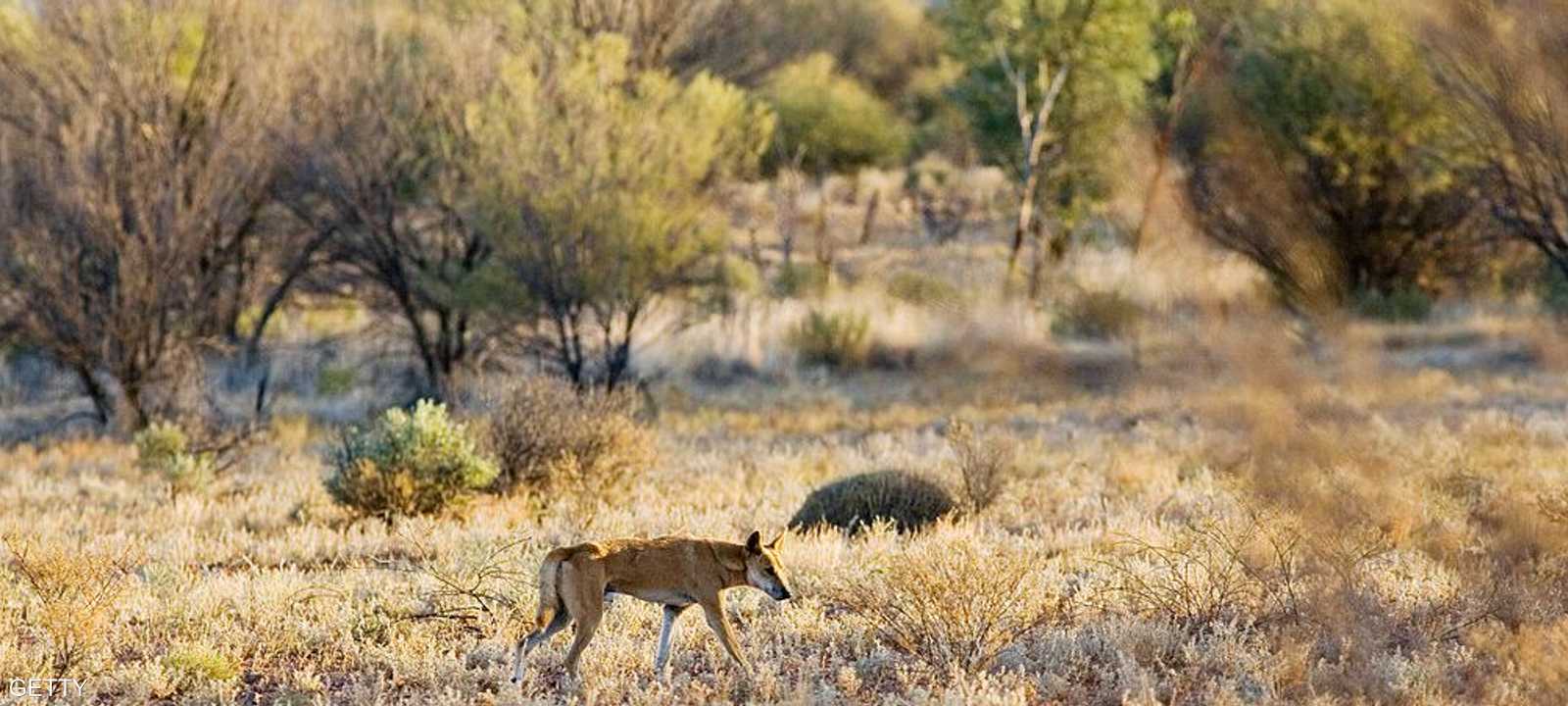 عثرت الشرطة على عظام الرضيع في كيس بلاستيكي بأرض خلاء