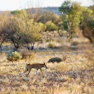 عثرت الشرطة على عظام الرضيع في كيس بلاستيكي بأرض خلاء