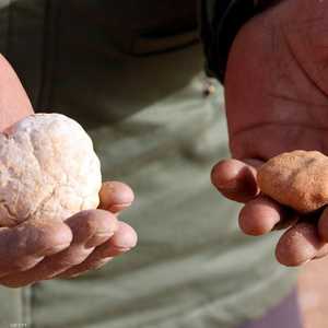 تنمو نبتة الكمأة البيضاء في تربة باردة ورطبة. أرشيف